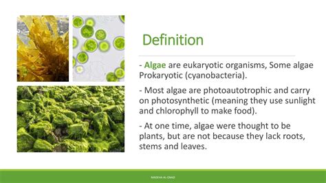 ALGAE Meaning in Tagalog .